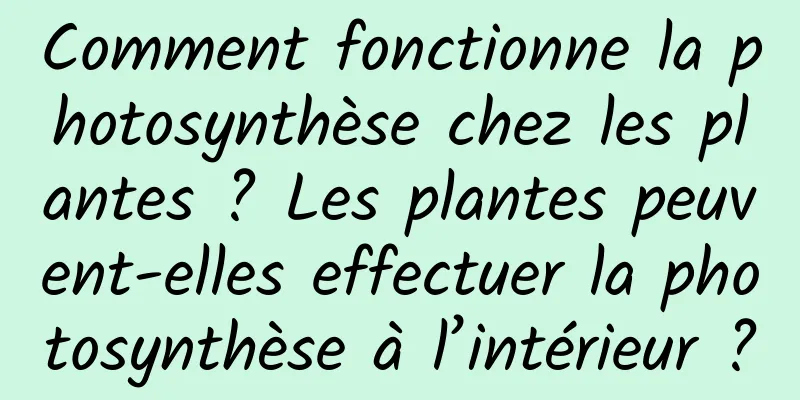 Comment fonctionne la photosynthèse chez les plantes ? Les plantes peuvent-elles effectuer la photosynthèse à l’intérieur ?