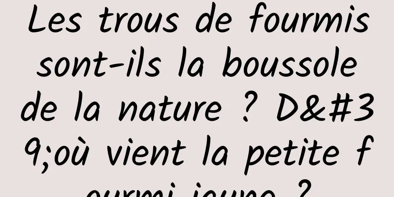 Les trous de fourmis sont-ils la boussole de la nature ? D'où vient la petite fourmi jaune ?