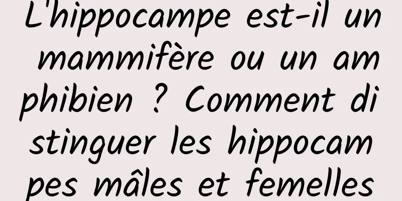 L'hippocampe est-il un mammifère ou un amphibien ? Comment distinguer les hippocampes mâles et femelles