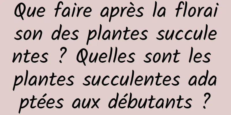 Que faire après la floraison des plantes succulentes ? Quelles sont les plantes succulentes adaptées aux débutants ?