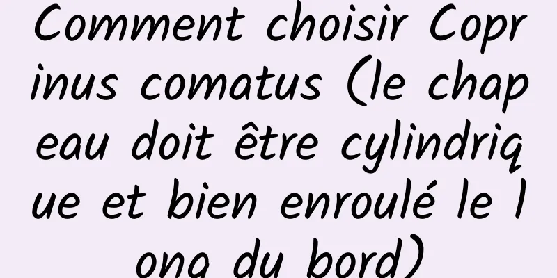 Comment choisir Coprinus comatus (le chapeau doit être cylindrique et bien enroulé le long du bord)