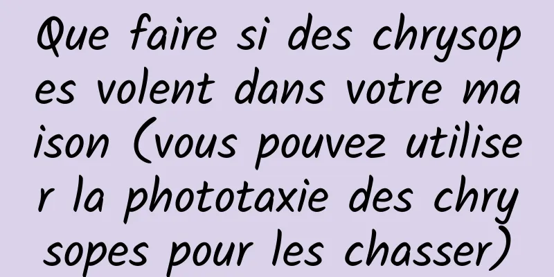 Que faire si des chrysopes volent dans votre maison (vous pouvez utiliser la phototaxie des chrysopes pour les chasser)