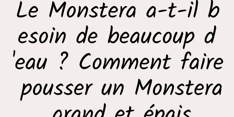 Le Monstera a-t-il besoin de beaucoup d'eau ? Comment faire pousser un Monstera grand et épais