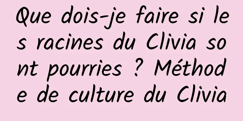 Que dois-je faire si les racines du Clivia sont pourries ? Méthode de culture du Clivia