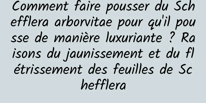 Comment faire pousser du Schefflera arborvitae pour qu'il pousse de manière luxuriante ? Raisons du jaunissement et du flétrissement des feuilles de Schefflera