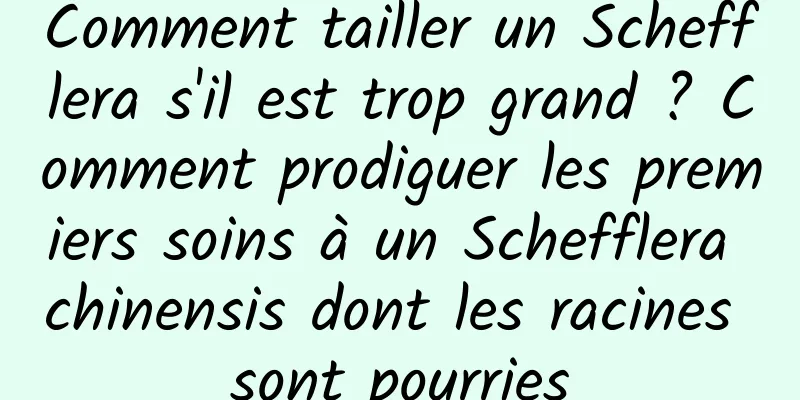 Comment tailler un Schefflera s'il est trop grand ? Comment prodiguer les premiers soins à un Schefflera chinensis dont les racines sont pourries