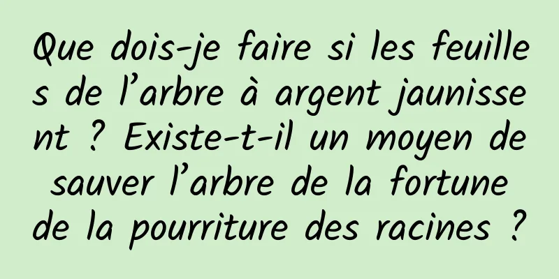 Que dois-je faire si les feuilles de l’arbre à argent jaunissent ? Existe-t-il un moyen de sauver l’arbre de la fortune de la pourriture des racines ?