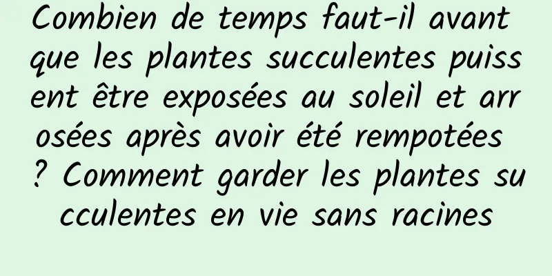 Combien de temps faut-il avant que les plantes succulentes puissent être exposées au soleil et arrosées après avoir été rempotées ? Comment garder les plantes succulentes en vie sans racines