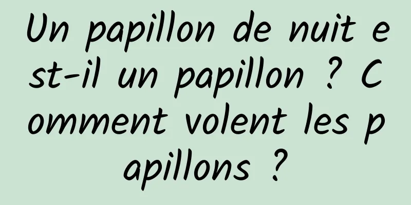 Un papillon de nuit est-il un papillon ? Comment volent les papillons ?