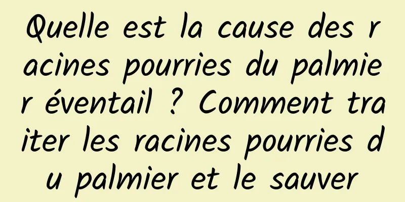 Quelle est la cause des racines pourries du palmier éventail ? Comment traiter les racines pourries du palmier et le sauver