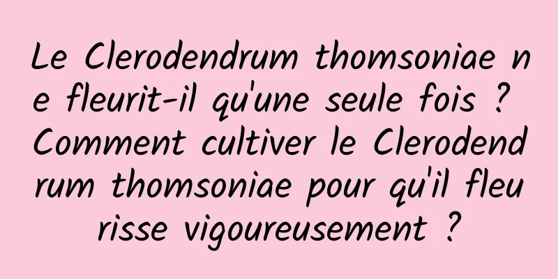 Le Clerodendrum thomsoniae ne fleurit-il qu'une seule fois ? Comment cultiver le Clerodendrum thomsoniae pour qu'il fleurisse vigoureusement ?