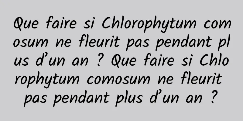 Que faire si Chlorophytum comosum ne fleurit pas pendant plus d’un an ? Que faire si Chlorophytum comosum ne fleurit pas pendant plus d’un an ?