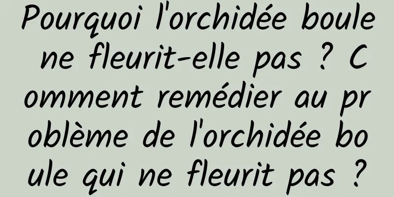 Pourquoi l'orchidée boule ne fleurit-elle pas ? Comment remédier au problème de l'orchidée boule qui ne fleurit pas ?