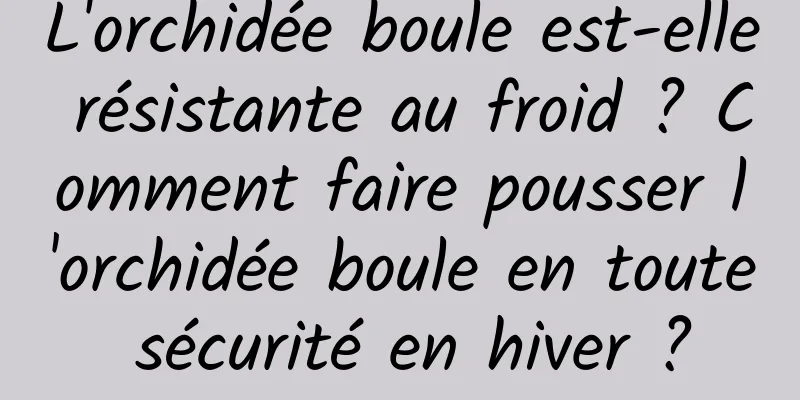 L'orchidée boule est-elle résistante au froid ? Comment faire pousser l'orchidée boule en toute sécurité en hiver ?