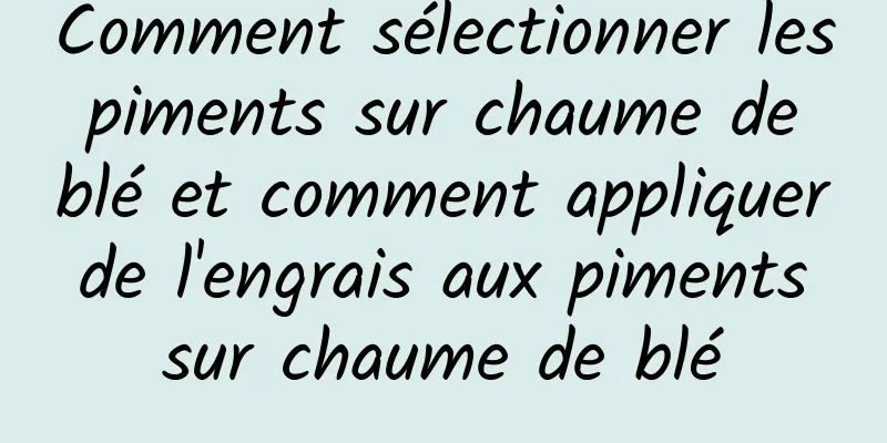 Comment sélectionner les piments sur chaume de blé et comment appliquer de l'engrais aux piments sur chaume de blé