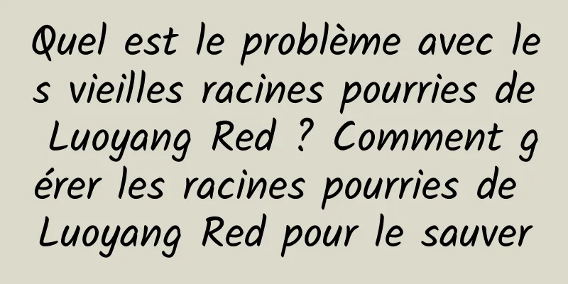 Quel est le problème avec les vieilles racines pourries de Luoyang Red ? Comment gérer les racines pourries de Luoyang Red pour le sauver