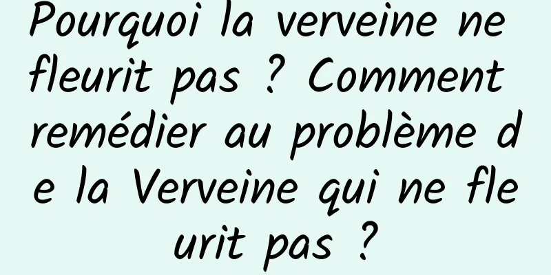Pourquoi la verveine ne fleurit pas ? Comment remédier au problème de la Verveine qui ne fleurit pas ?