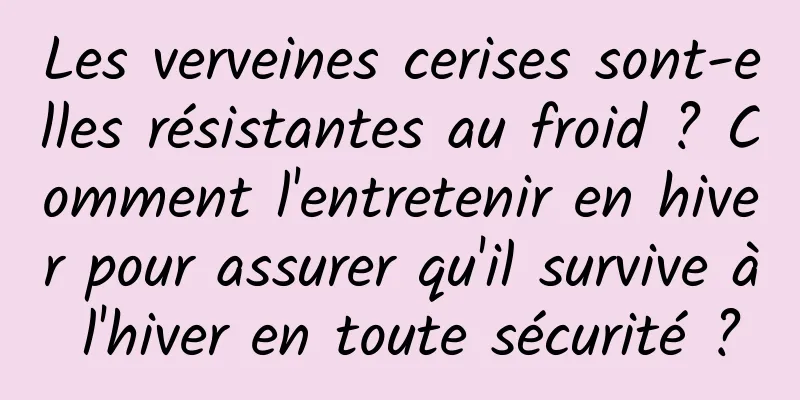 Les verveines cerises sont-elles résistantes au froid ? Comment l'entretenir en hiver pour assurer qu'il survive à l'hiver en toute sécurité ?