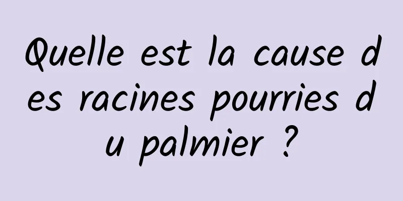 Quelle est la cause des racines pourries du palmier ?