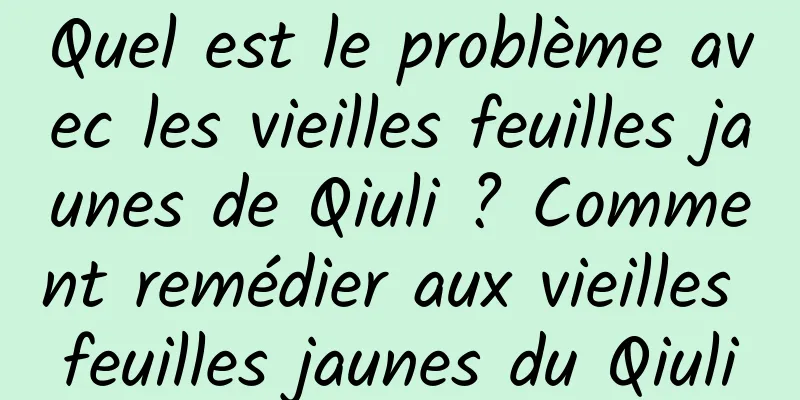 Quel est le problème avec les vieilles feuilles jaunes de Qiuli ? Comment remédier aux vieilles feuilles jaunes du Qiuli