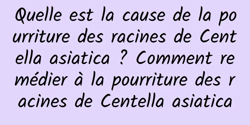 Quelle est la cause de la pourriture des racines de Centella asiatica ? Comment remédier à la pourriture des racines de Centella asiatica