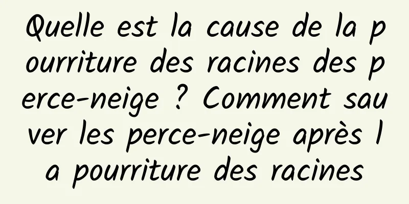 Quelle est la cause de la pourriture des racines des perce-neige ? Comment sauver les perce-neige après la pourriture des racines
