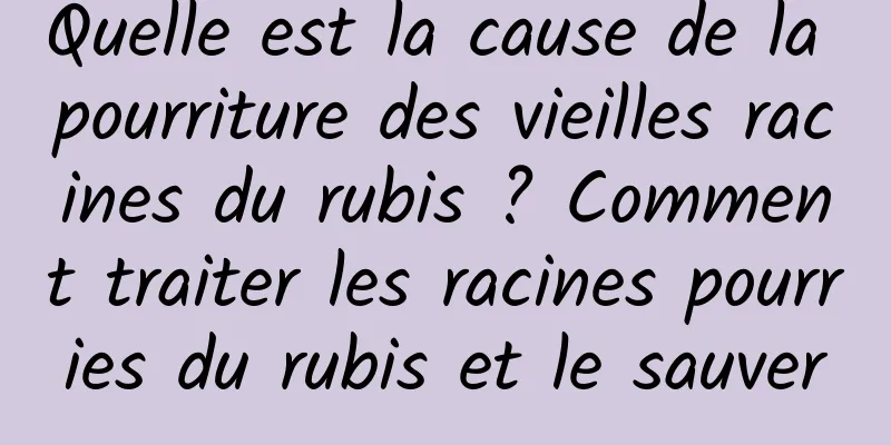 Quelle est la cause de la pourriture des vieilles racines du rubis ? Comment traiter les racines pourries du rubis et le sauver