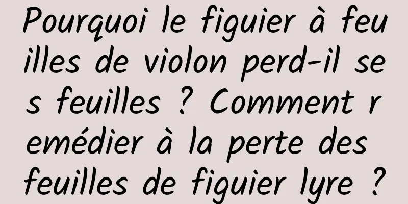 Pourquoi le figuier à feuilles de violon perd-il ses feuilles ? Comment remédier à la perte des feuilles de figuier lyre ?