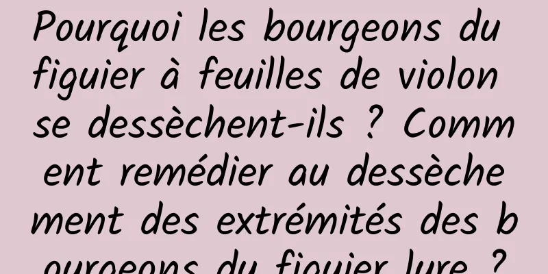 Pourquoi les bourgeons du figuier à feuilles de violon se dessèchent-ils ? Comment remédier au dessèchement des extrémités des bourgeons du figuier lyre ?