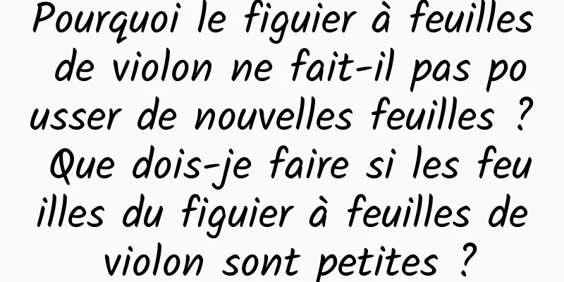 Pourquoi le figuier à feuilles de violon ne fait-il pas pousser de nouvelles feuilles ? Que dois-je faire si les feuilles du figuier à feuilles de violon sont petites ?