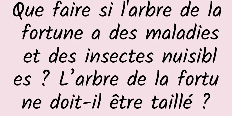 Que faire si l'arbre de la fortune a des maladies et des insectes nuisibles ? L’arbre de la fortune doit-il être taillé ?