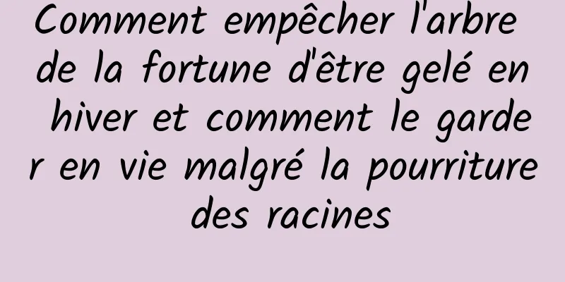 Comment empêcher l'arbre de la fortune d'être gelé en hiver et comment le garder en vie malgré la pourriture des racines