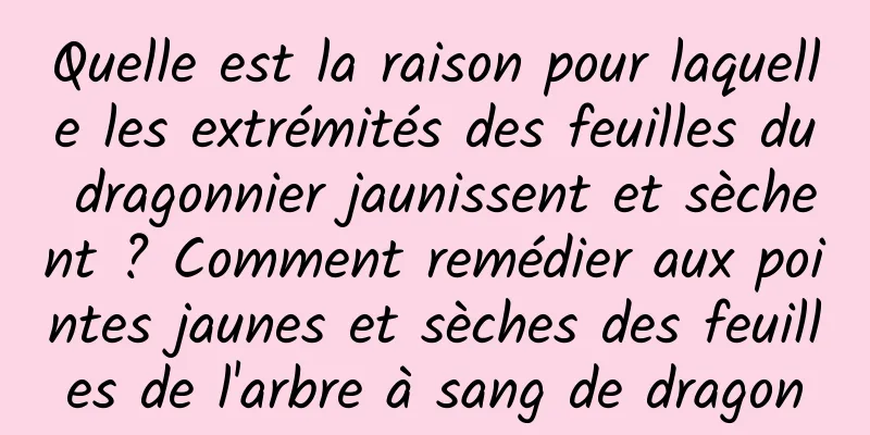 Quelle est la raison pour laquelle les extrémités des feuilles du dragonnier jaunissent et sèchent ? Comment remédier aux pointes jaunes et sèches des feuilles de l'arbre à sang de dragon