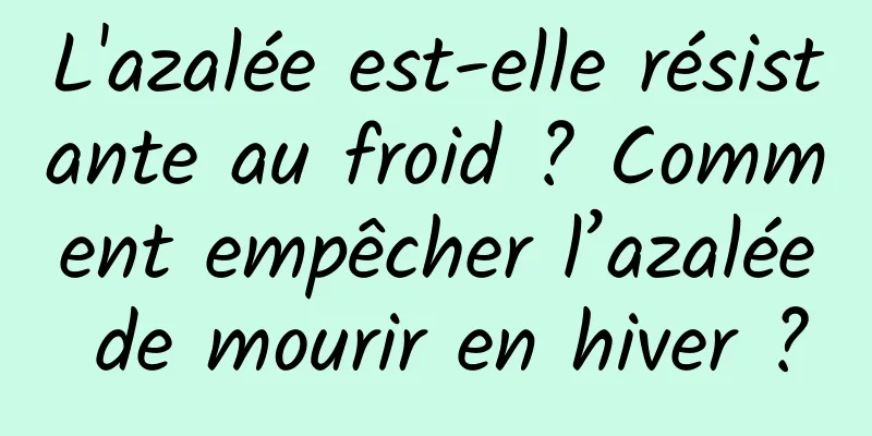 L'azalée est-elle résistante au froid ? Comment empêcher l’azalée de mourir en hiver ?