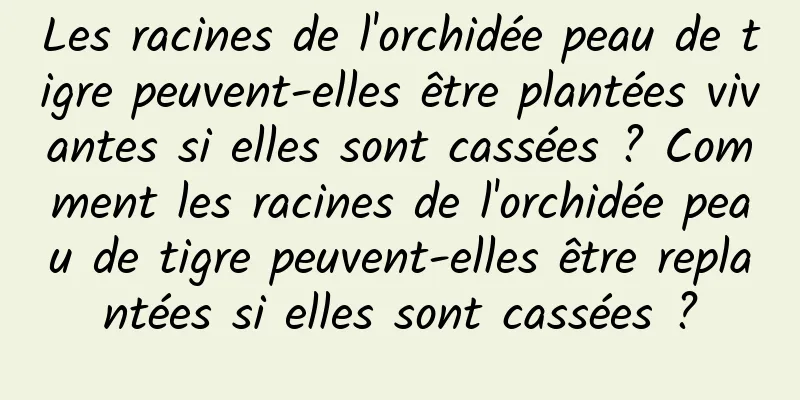 Les racines de l'orchidée peau de tigre peuvent-elles être plantées vivantes si elles sont cassées ? Comment les racines de l'orchidée peau de tigre peuvent-elles être replantées si elles sont cassées ?