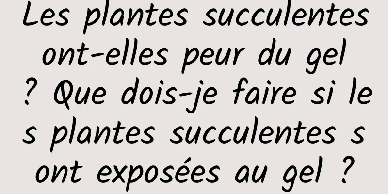 Les plantes succulentes ont-elles peur du gel ? Que dois-je faire si les plantes succulentes sont exposées au gel ?