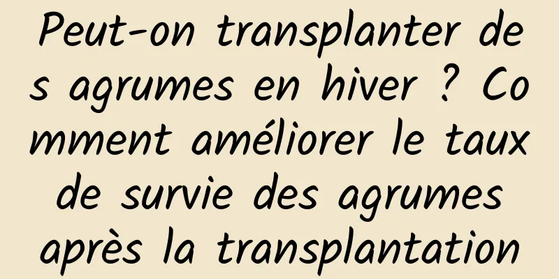 Peut-on transplanter des agrumes en hiver ? Comment améliorer le taux de survie des agrumes après la transplantation