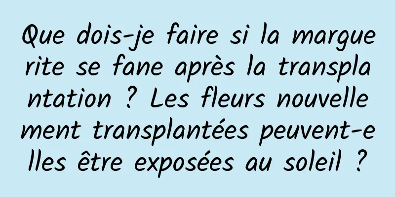 Que dois-je faire si la marguerite se fane après la transplantation ? Les fleurs nouvellement transplantées peuvent-elles être exposées au soleil ?