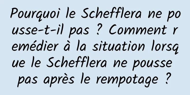 Pourquoi le Schefflera ne pousse-t-il pas ? Comment remédier à la situation lorsque le Schefflera ne pousse pas après le rempotage ?