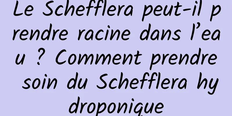 Le Schefflera peut-il prendre racine dans l’eau ? Comment prendre soin du Schefflera hydroponique