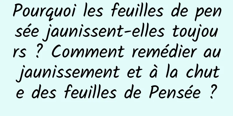 Pourquoi les feuilles de pensée jaunissent-elles toujours ? Comment remédier au jaunissement et à la chute des feuilles de Pensée ?