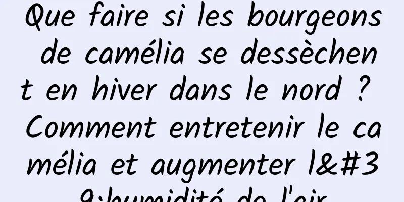Que faire si les bourgeons de camélia se dessèchent en hiver dans le nord ? Comment entretenir le camélia et augmenter l'humidité de l'air
