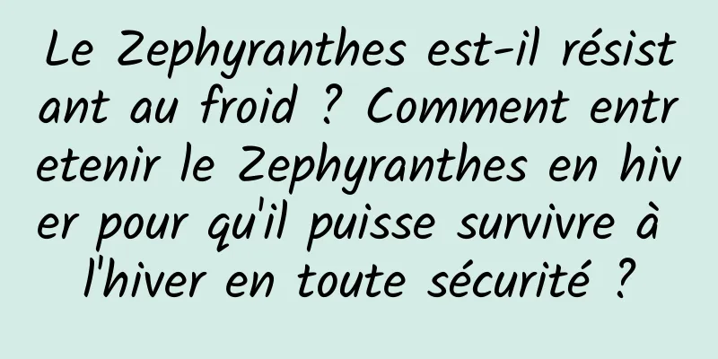 Le Zephyranthes est-il résistant au froid ? Comment entretenir le Zephyranthes en hiver pour qu'il puisse survivre à l'hiver en toute sécurité ?