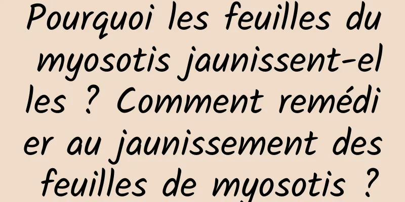 Pourquoi les feuilles du myosotis jaunissent-elles ? Comment remédier au jaunissement des feuilles de myosotis ?