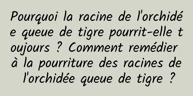 Pourquoi la racine de l'orchidée queue de tigre pourrit-elle toujours ? Comment remédier à la pourriture des racines de l'orchidée queue de tigre ?