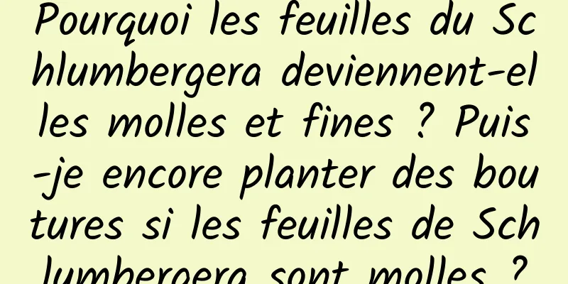 Pourquoi les feuilles du Schlumbergera deviennent-elles molles et fines ? Puis-je encore planter des boutures si les feuilles de Schlumbergera sont molles ?
