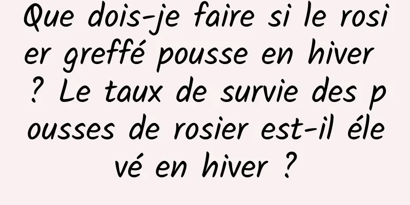 Que dois-je faire si le rosier greffé pousse en hiver ? Le taux de survie des pousses de rosier est-il élevé en hiver ?