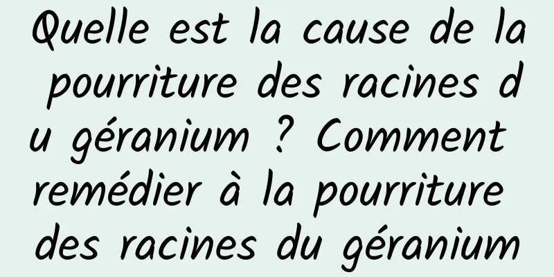 Quelle est la cause de la pourriture des racines du géranium ? Comment remédier à la pourriture des racines du géranium