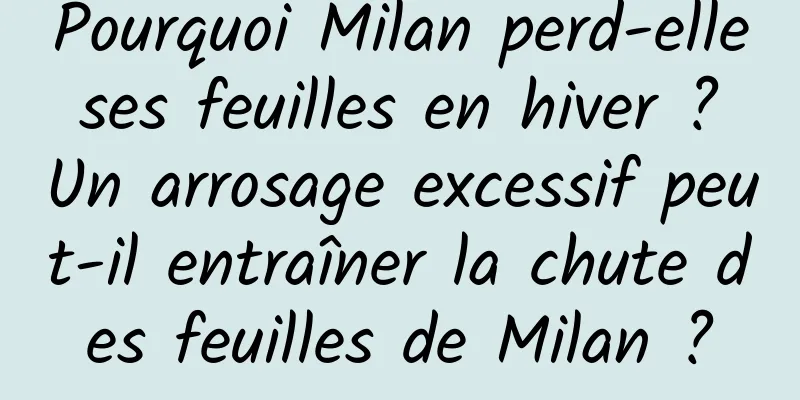 Pourquoi Milan perd-elle ses feuilles en hiver ? Un arrosage excessif peut-il entraîner la chute des feuilles de Milan ?