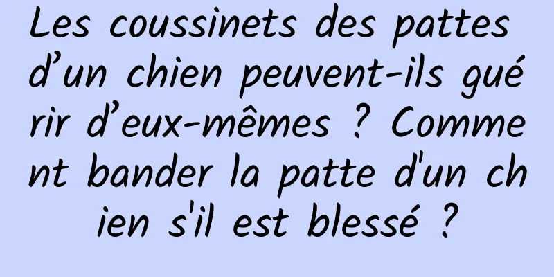 Les coussinets des pattes d’un chien peuvent-ils guérir d’eux-mêmes ? Comment bander la patte d'un chien s'il est blessé ?